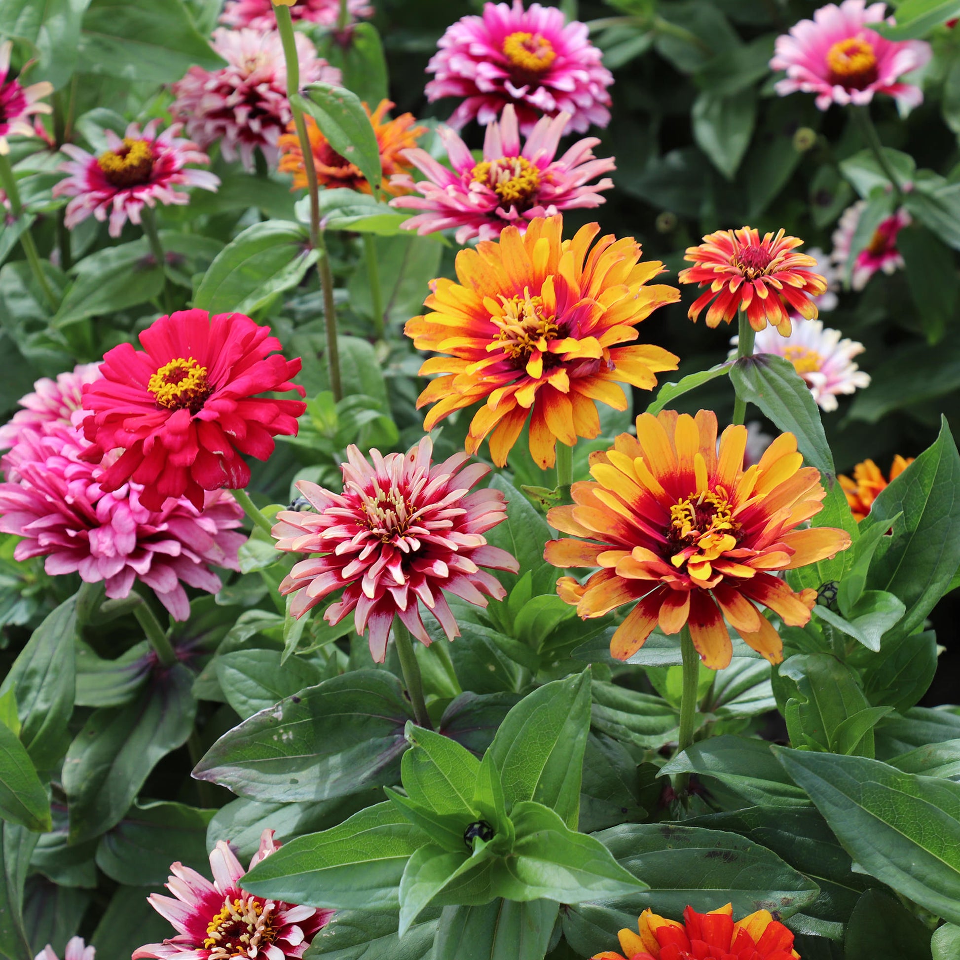 Zinnias Seeds