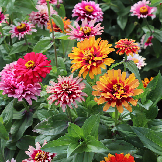 Zinnias Seeds