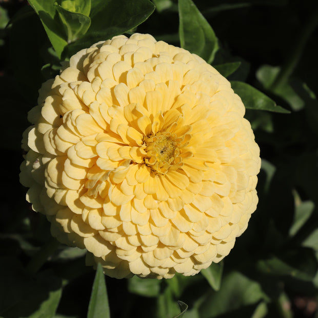 Zinnia Elegans Dahlia-Flower Isabellina