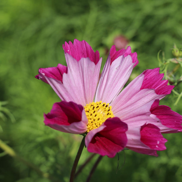 Cosmos Sea Shells Red