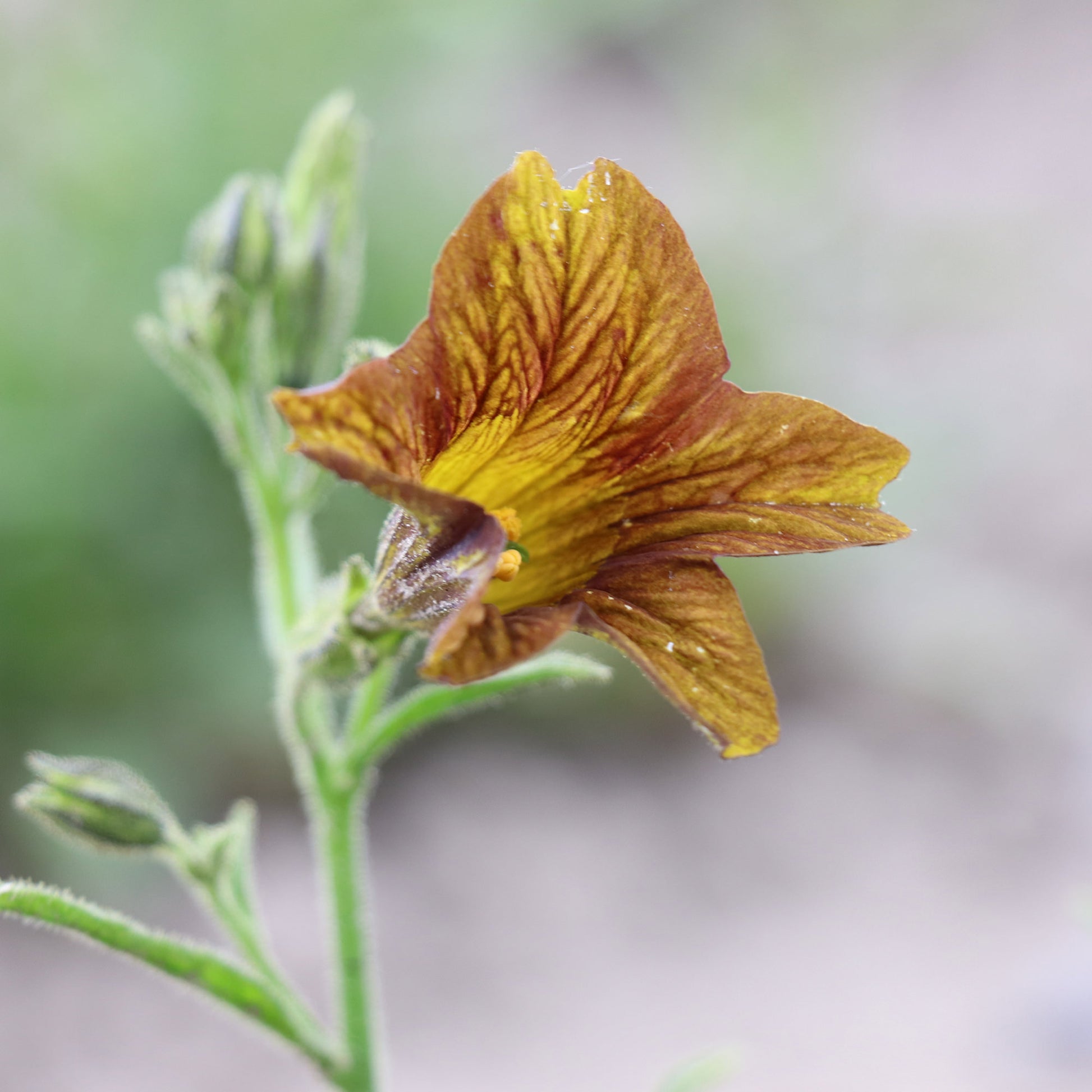 Painted Tongue Salpiglossis Sinuata Cafe au Lait