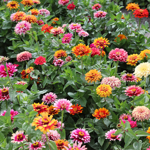Zinnia Elegans Whirlygig Mix