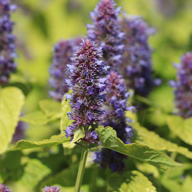 Agastache Golden Jubilee Fontana Seeds