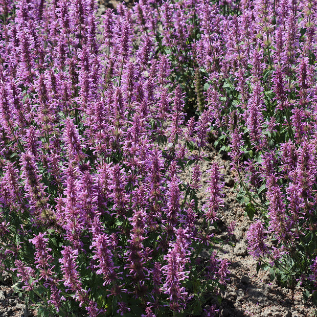 Agastache Rose Mint