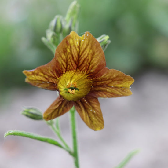 Flower Seed Salpiglossis Sinuata Cafe au Lait