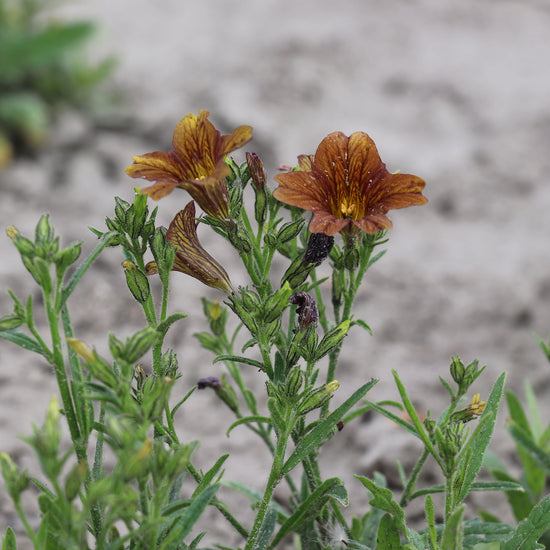 SALPIGLOSSIS sinuata Cafe au Lait