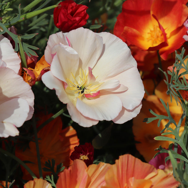 California Poppy Thai Silk Formula Mix