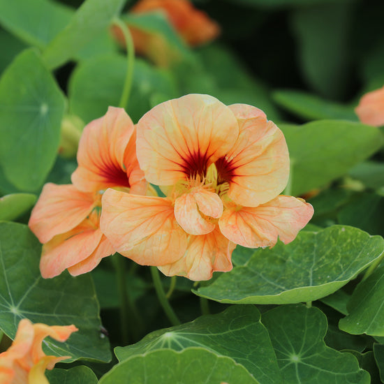 Buy TROPAEOLUM minus Sahins Paso Doble