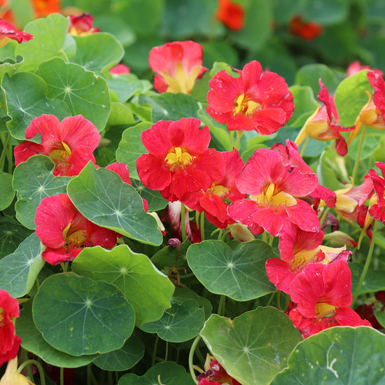 TROPAEOLUM MINUS TIP TOP ROSE SEEDS