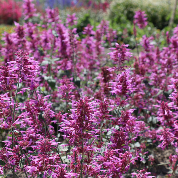 Agastache cana, 'Heather Queen' Hummingbird Mint, Mosquito Hyssop