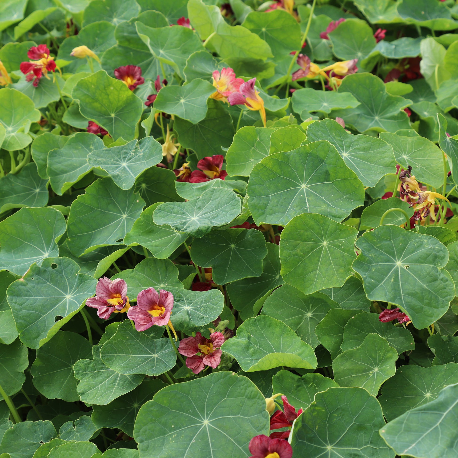 Buy Nasturtium 'Purple Emperor' seeds