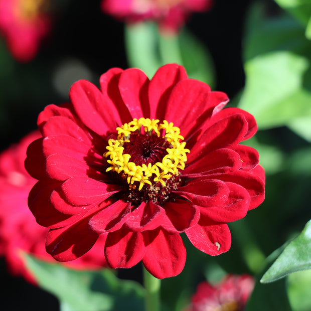 Zinnia Elegans Dahlia-Flowered Meteor