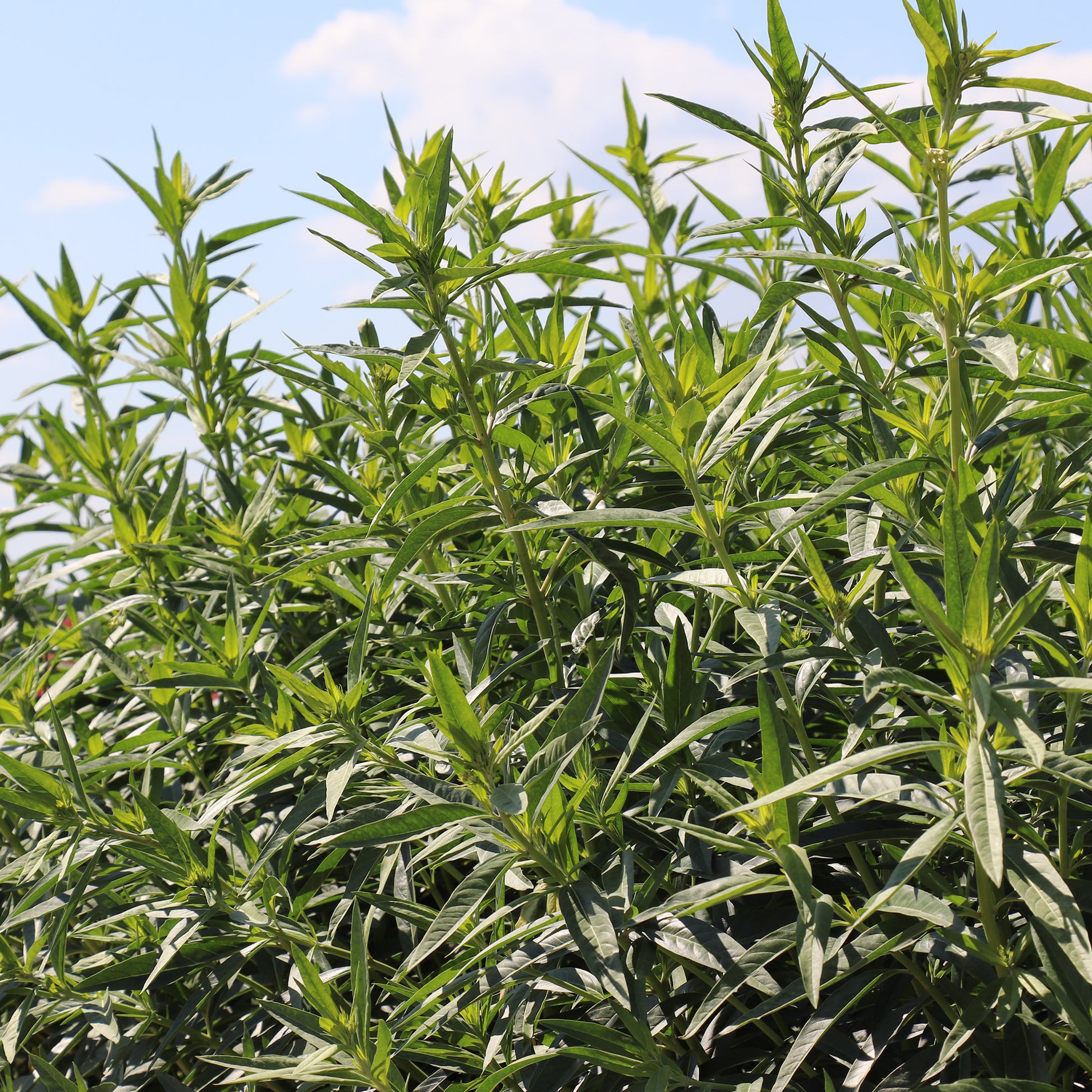 Gomphocarpus physocarpus seeds