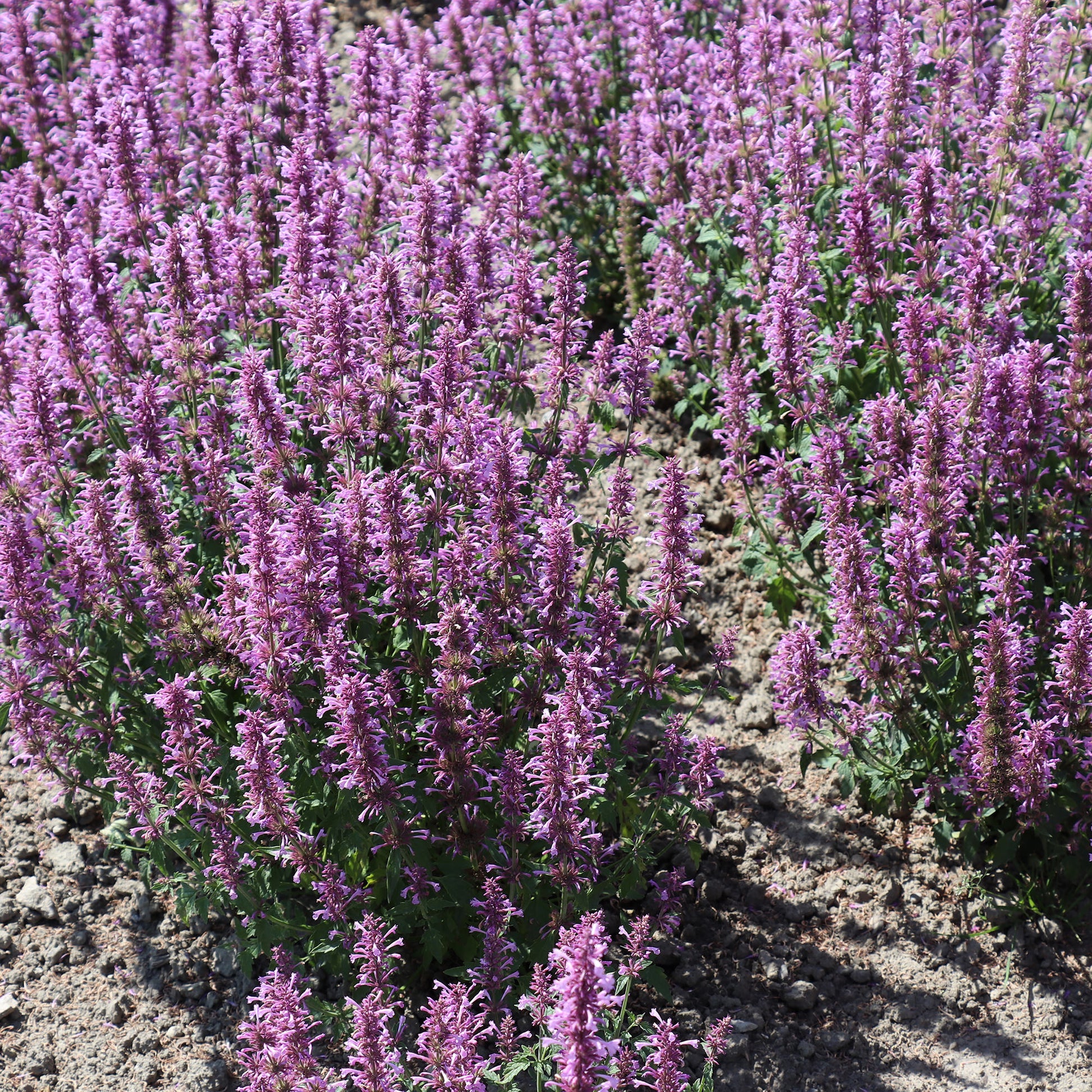 Flower Seeds Agastache pallidiflora 'Rose Mint'