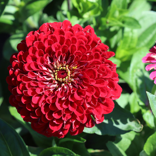 Zinnia Flower Seeds Meteor