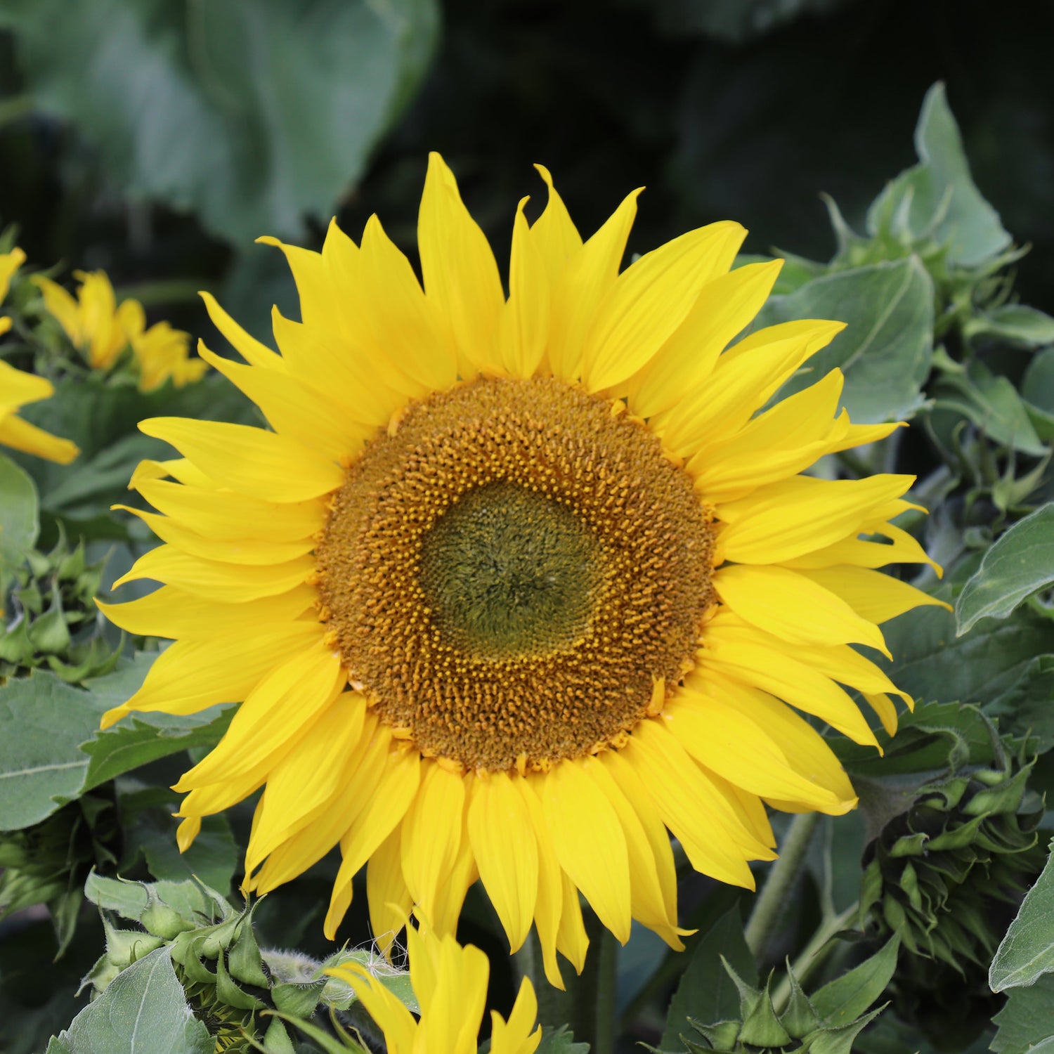 Sunflowers