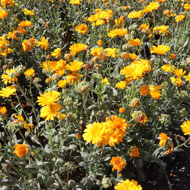 Calendula Funky Stuff
