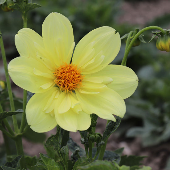Yellow Dahlia Dandy Mix Seeds