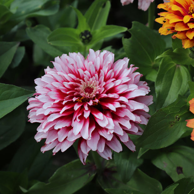 Zinnia Elegans Whirlygig Mix