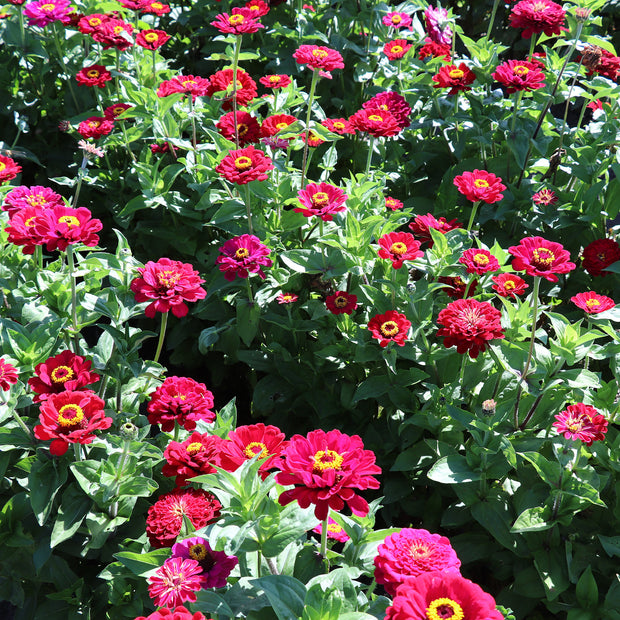 Zinnia Elegans Dahlia-Flowered Meteor