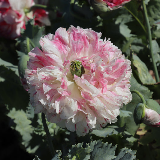 Poppy Flemish Antique Peony