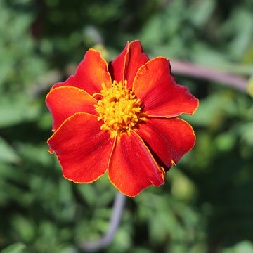 Tagetes patula, 'Burning Embers' Swedish Marigold, French Marigold, Marigold