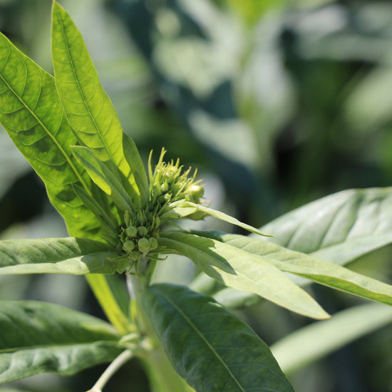 Hairy Balls Plants Seeds