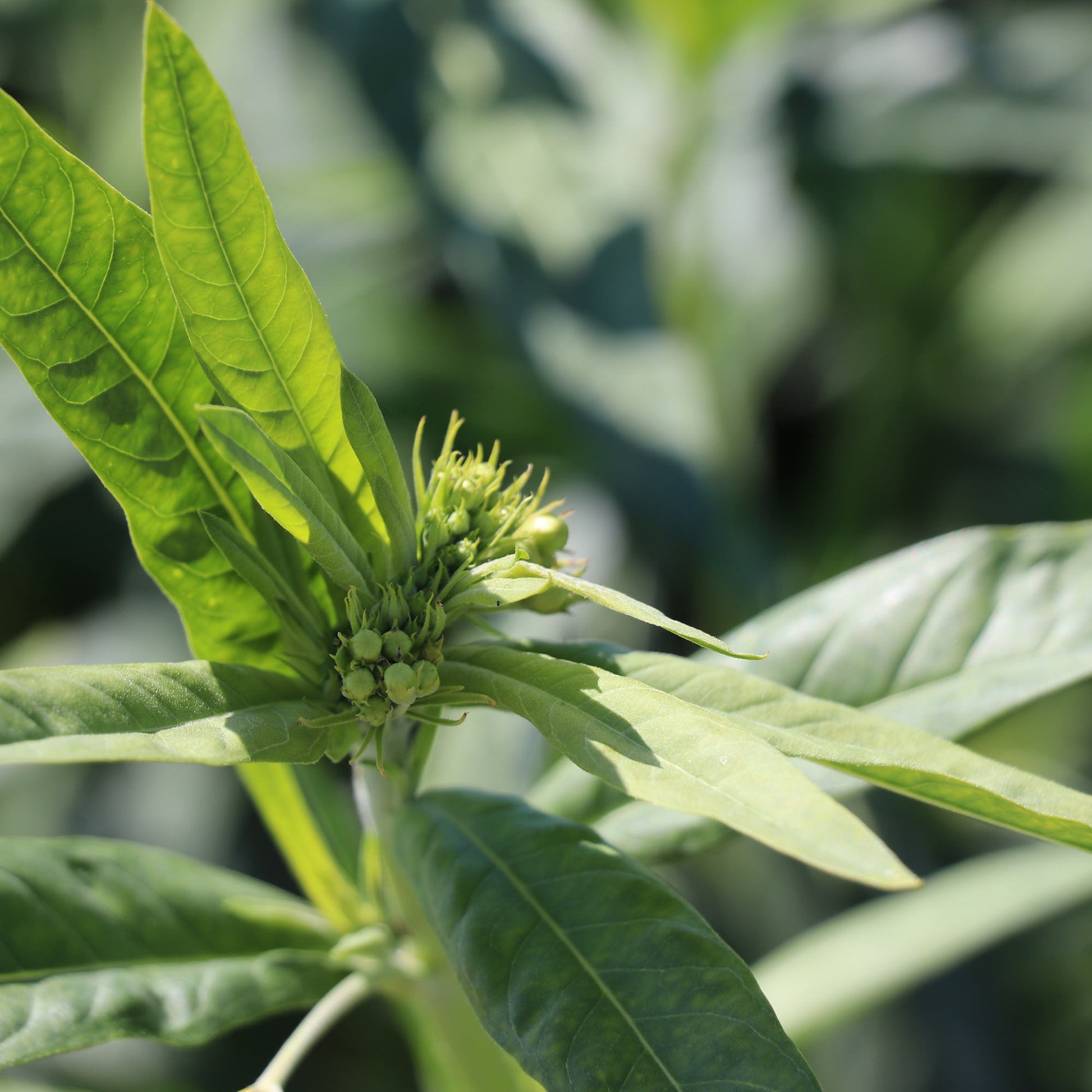 Hairy Balls Plants Seeds