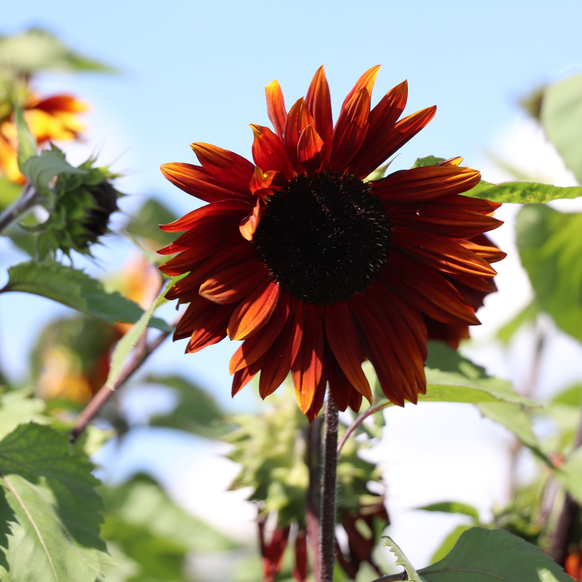 Sunflower Ruby Seeds