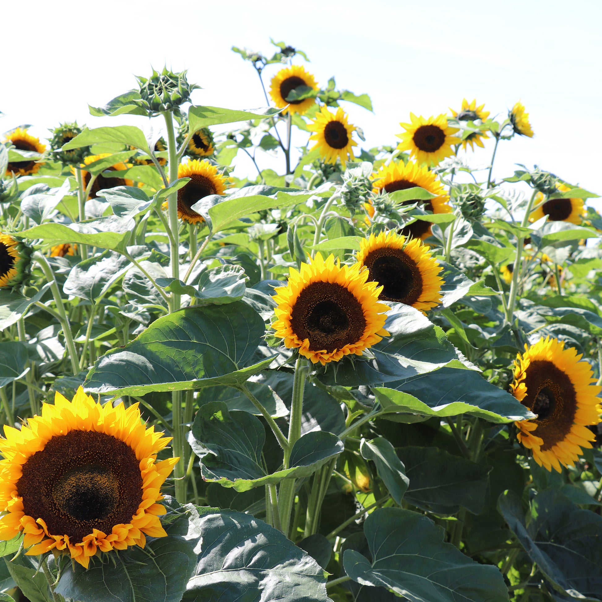 Sunflowers Seeds Taiyo