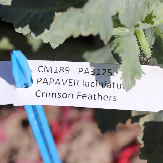 Poppy Crimson Feathers