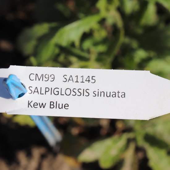 Label Salpiglossis Sinuata Kew Blue