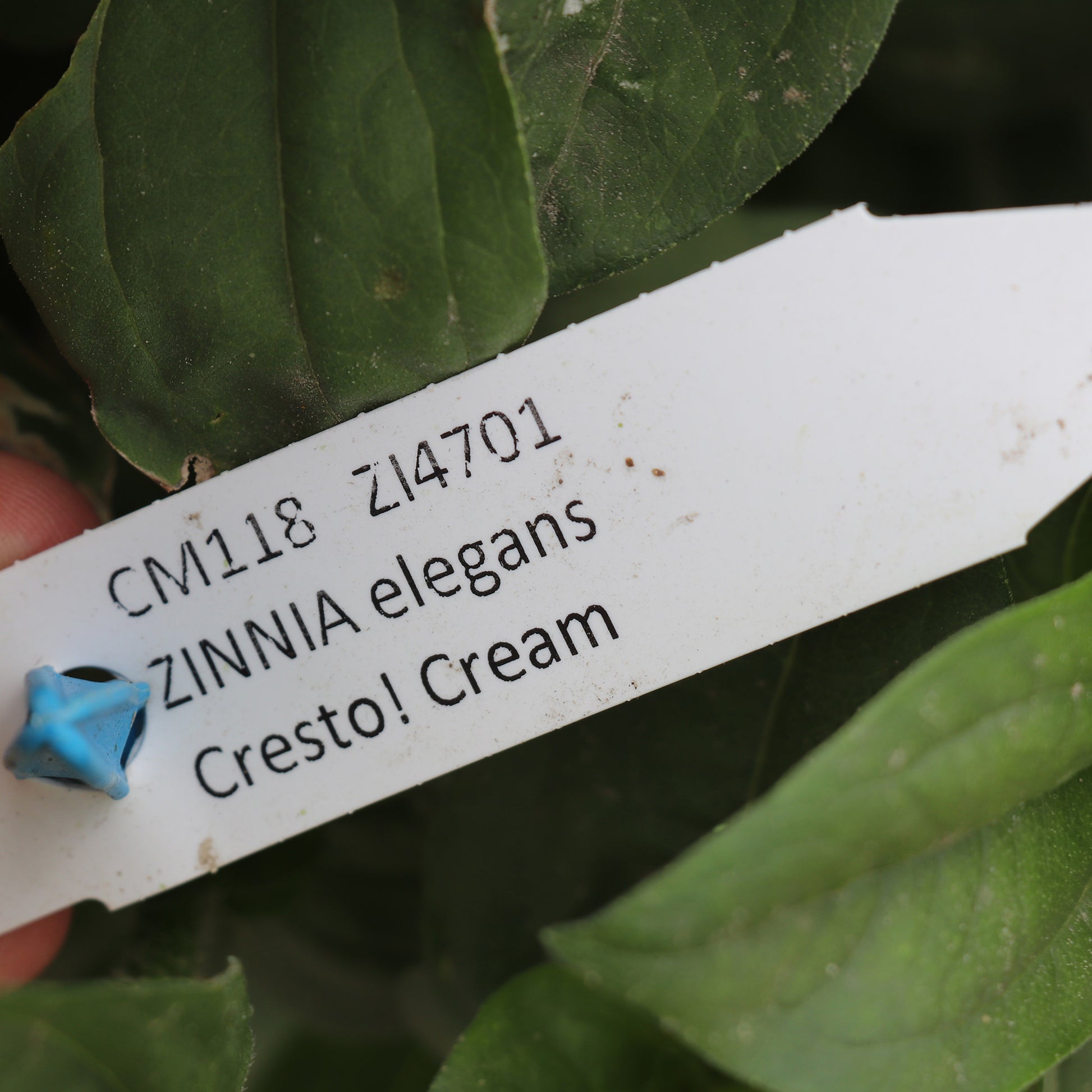 Zinnia Elegans Cresto Crème Seed