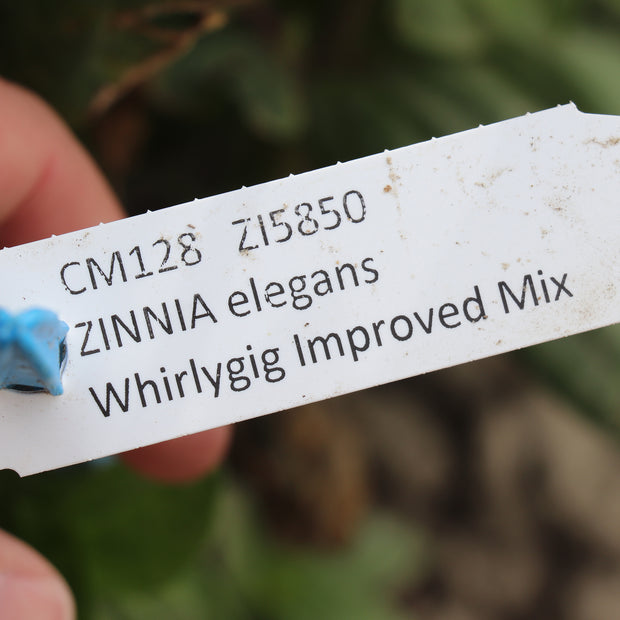 Zinnia Elegans Whirlygig Mix