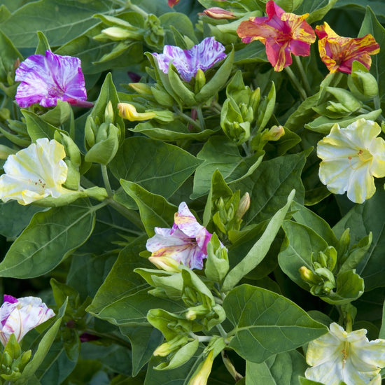 Mirabilis jalapa 'Broken Colours'