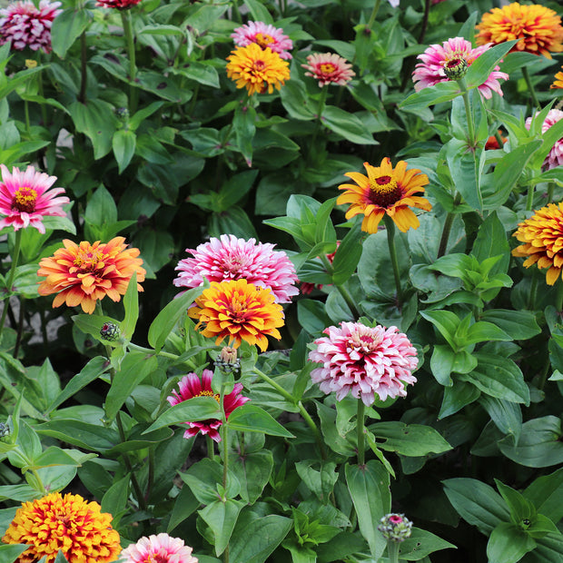 Zinnia Elegans Whirlygig Mix