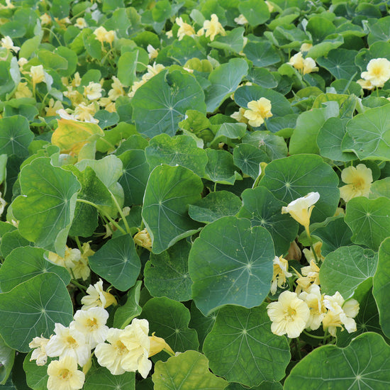 Flower Seeds Nasturtium Milkmaid