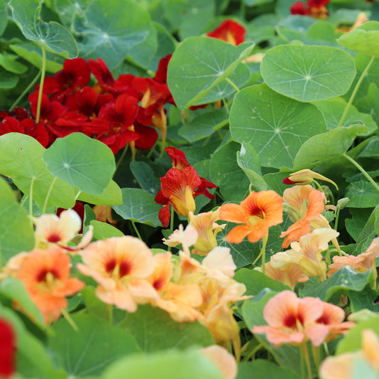 Nasturtium Seeds TROPAEOLUM minus Sahins Paso Doble