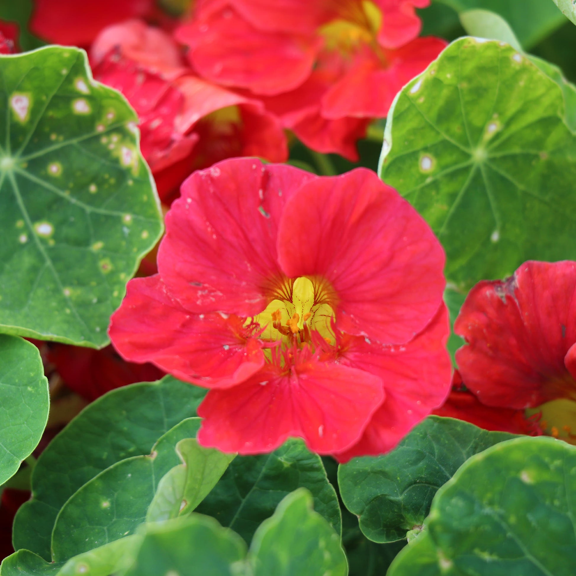 TROPAEOLUM MINUS TIP TOP ROSE FLOWER SEEDS