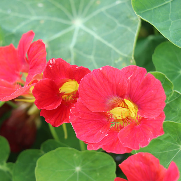 Nasturtium Tip Top Rose