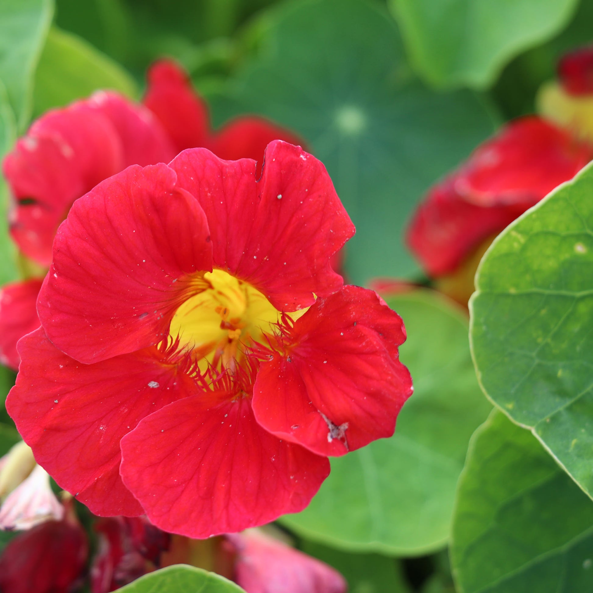 Nasturtium Tip Top Rose Seeds