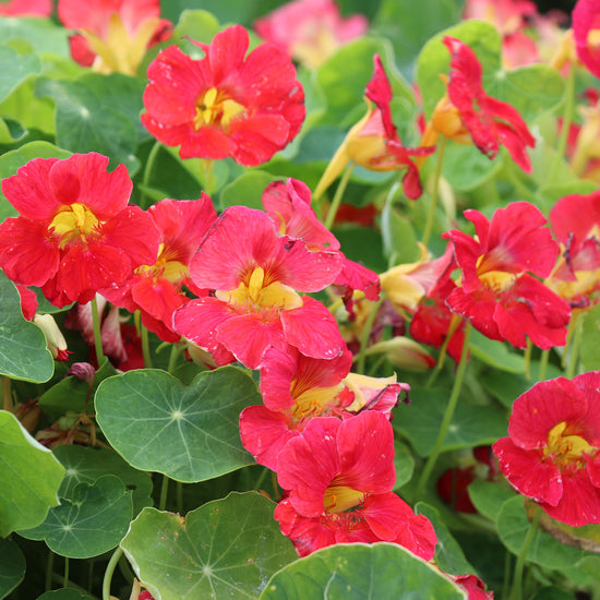 Nasturtium Tip Top Rose