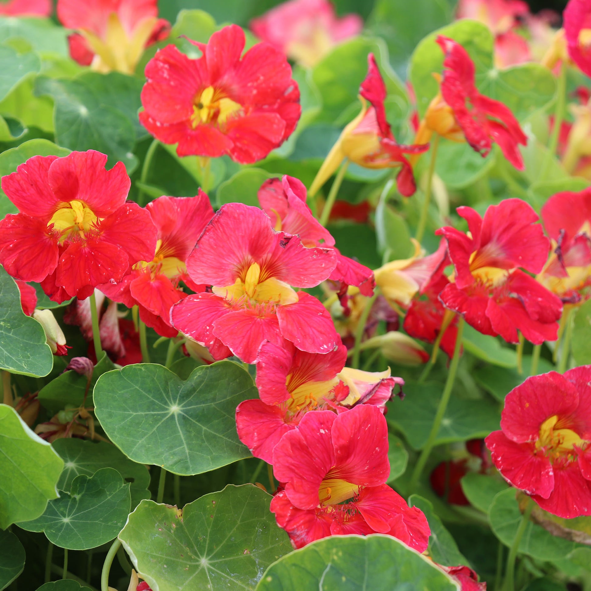 Nasturtium Tip Top Rose
