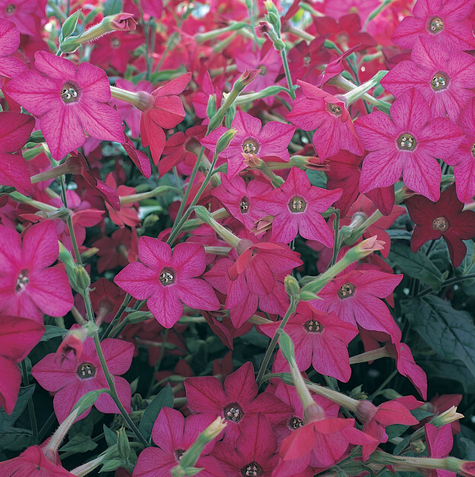 Nicotiana Perfume™ Bright Rose Seeds