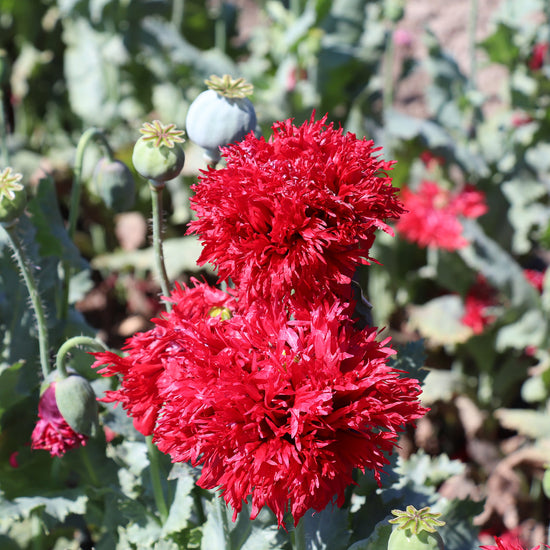 Red Poppy Seeds Papaver Laciniatum Crimson Feathers