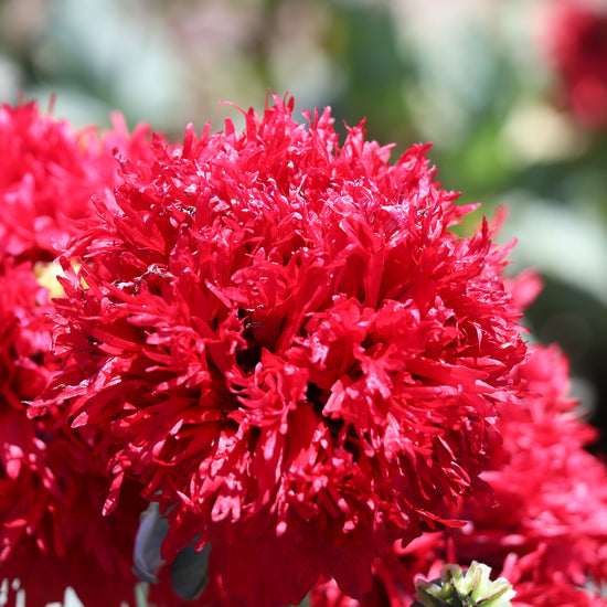 Papaver Laciniatum Crimson Feathers
