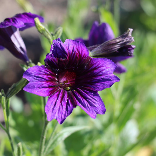 Painted Tongue Kew Blue
