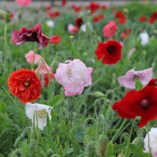 Papaver Rhoeas Dawn Chorus Fontana Seeds