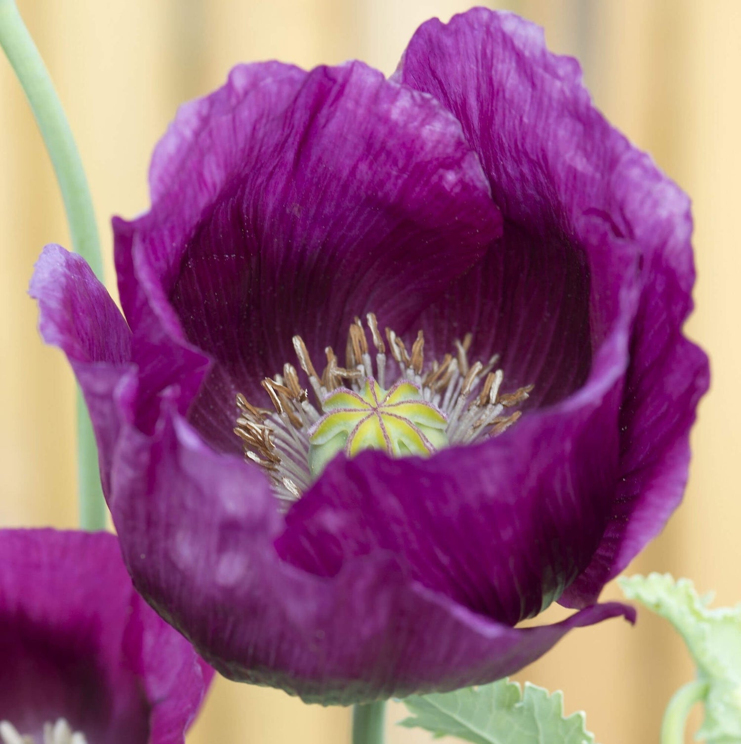 Poppy