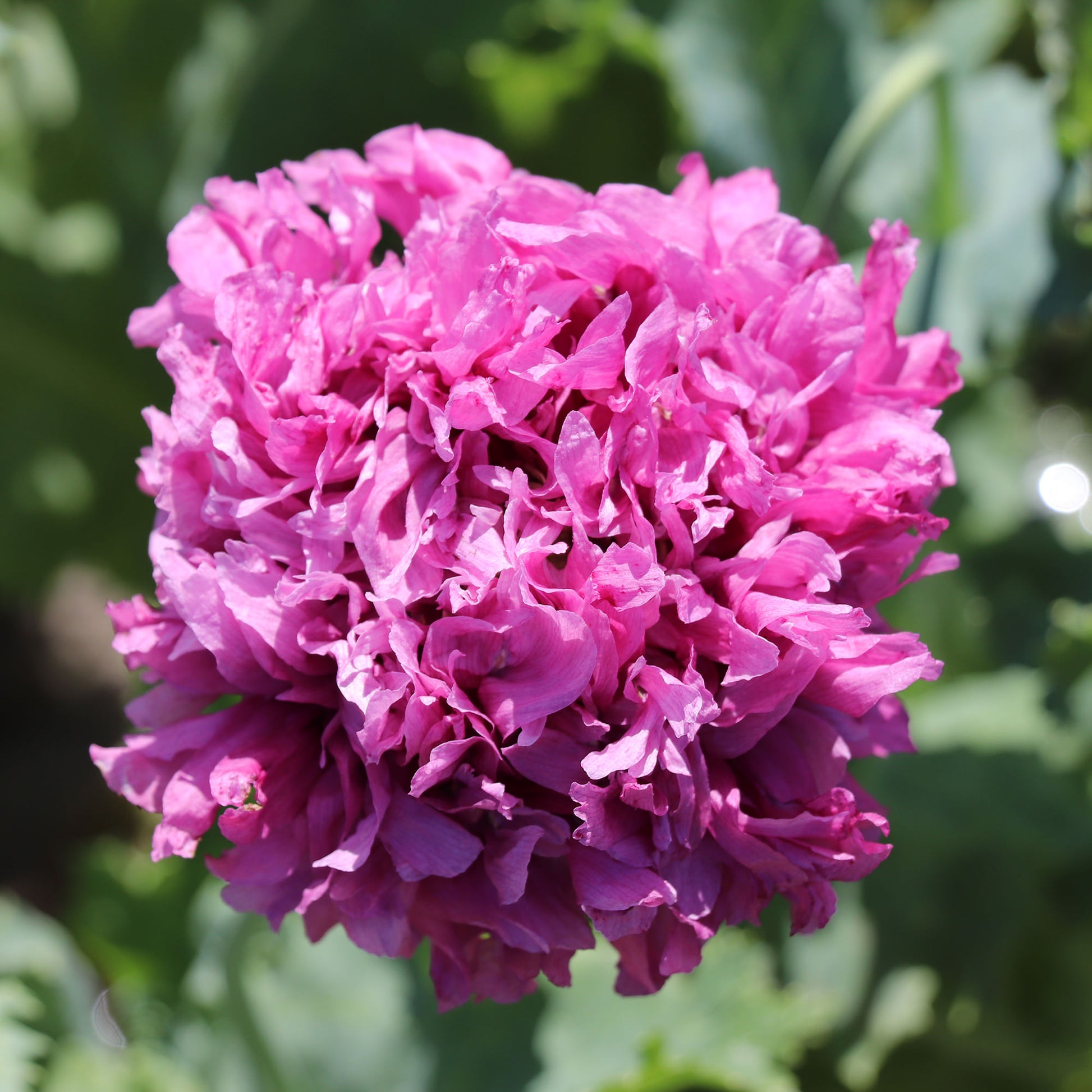 Papaver somniferum var. paeoniflorum Purple Peony Seeds